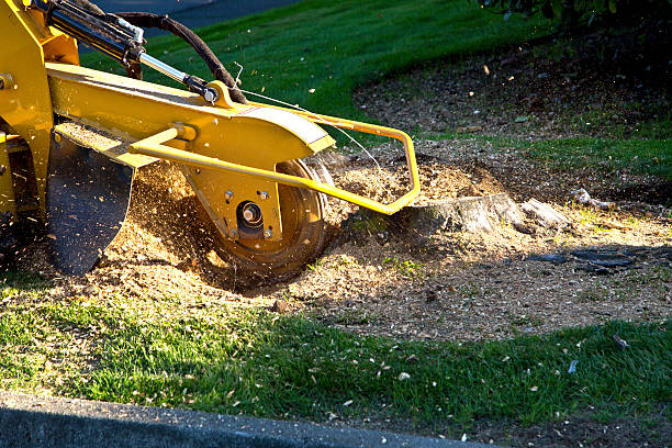 Best Tree Removal Contractors  in Beulah, ND